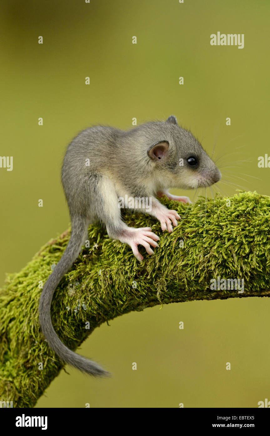 sitzt-auf-einem-moosigen-toten-ast-fotos-und-bildmaterial-in-hoher