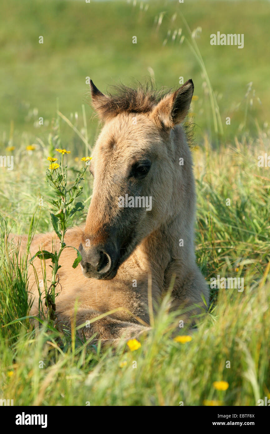 inländische Pferd (Equus Przewalskii F. Caballus), Fohlen in der Wiese liegend Stockfoto