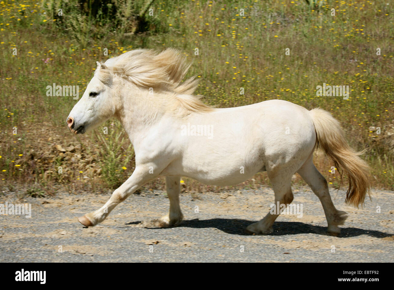 Shetland-Pony (Equus Przewalskii F. Caballus), ausgeführt durch Fahrerlager Stockfoto