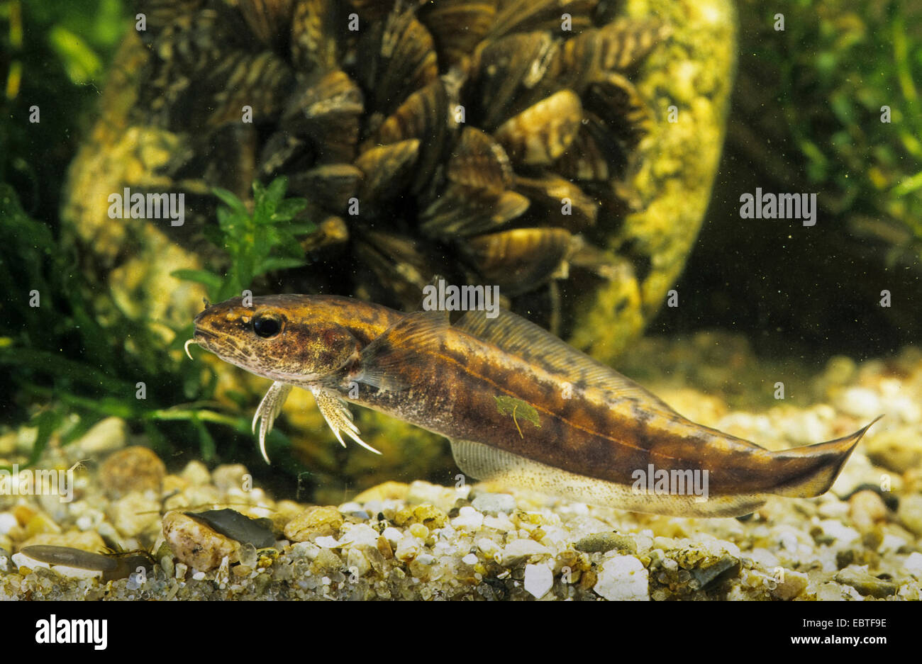 Quappe (Lota Lota), Jungfische, Seitenansicht, Deutschland Stockfoto