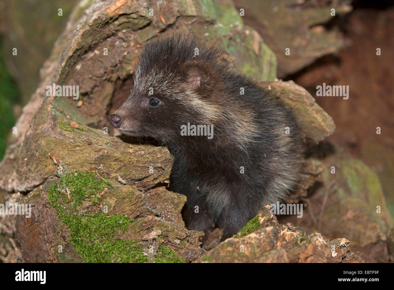 Marderhund (Nyctereutes Procyonoides), junger Marderhund in Baumhöhle, Deutschland Stockfoto