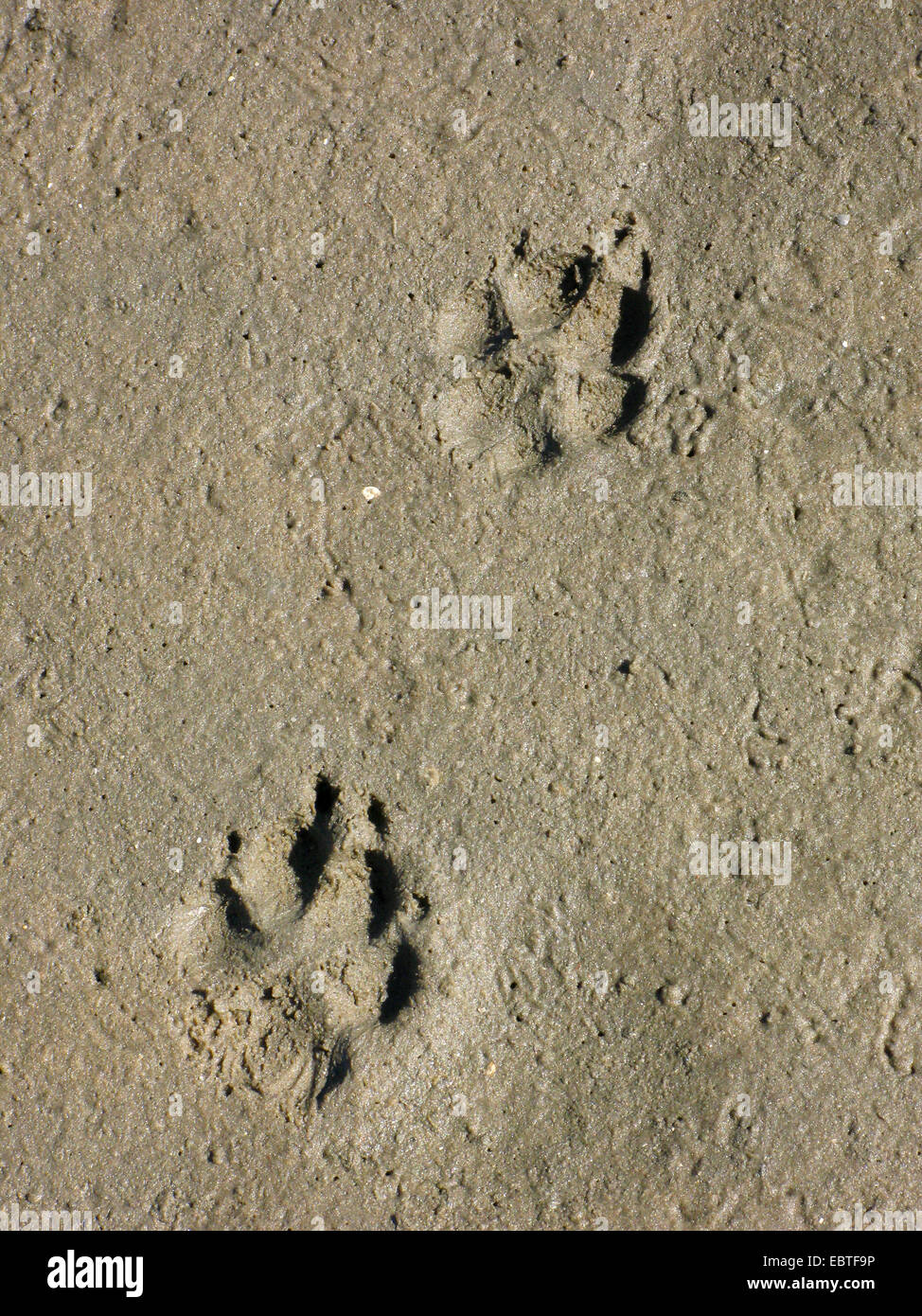 Haushund (Canis Lupus F. Familiaris), Fußspuren im sand Stockfoto