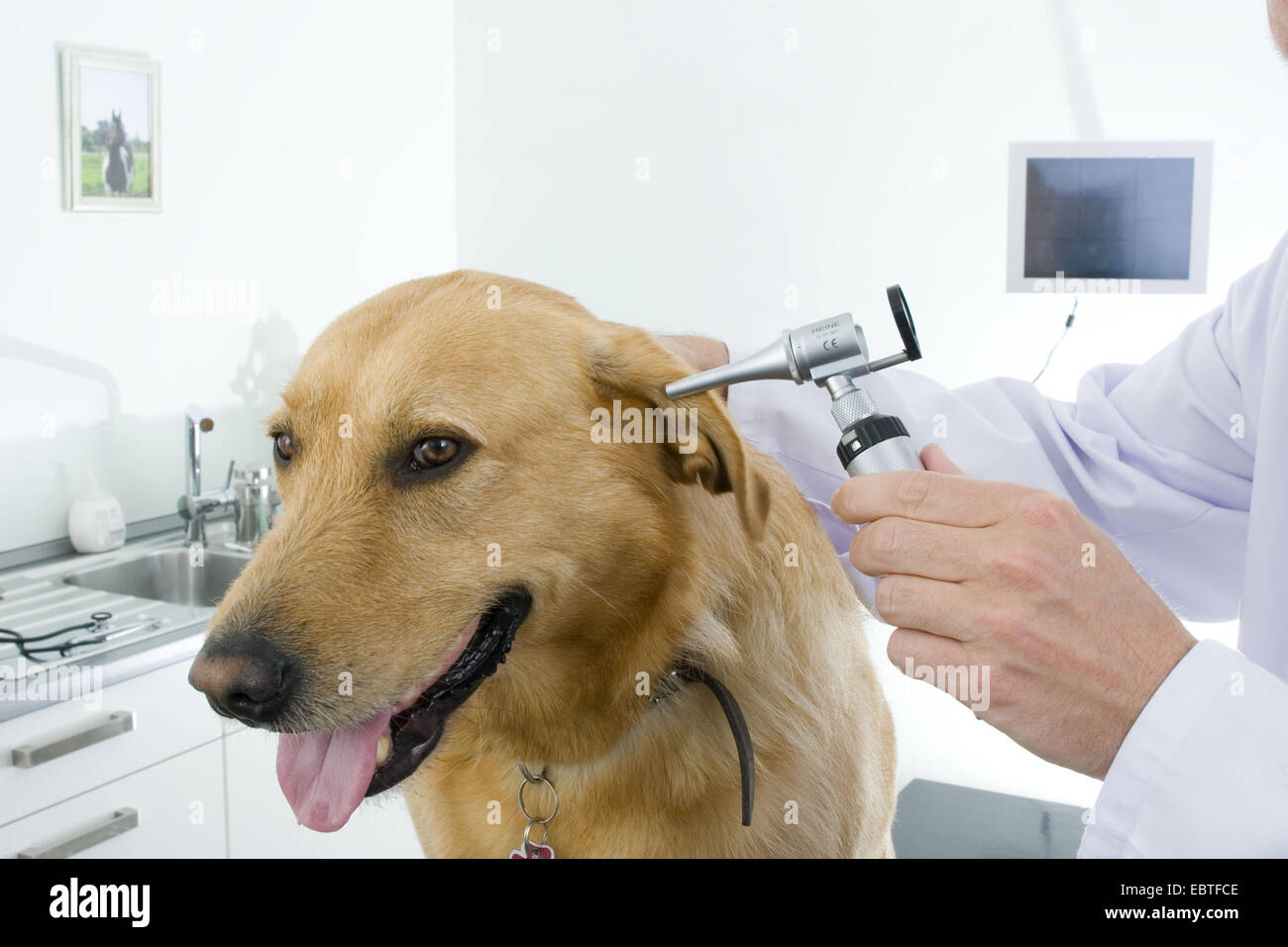 Tierarzt Für Hunde In Der Nähe Medizinische Berufe Stockfotos und -bilder Kaufen - Alamy