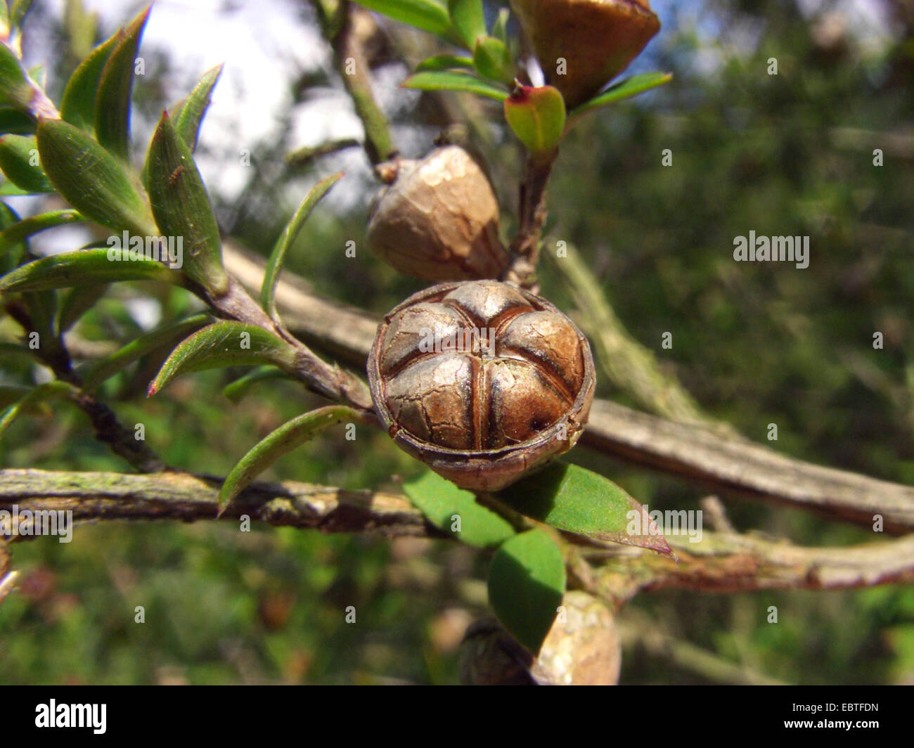 Rose geblüht Teebaum (Leptospermum Scoparium), Obst Stockfoto