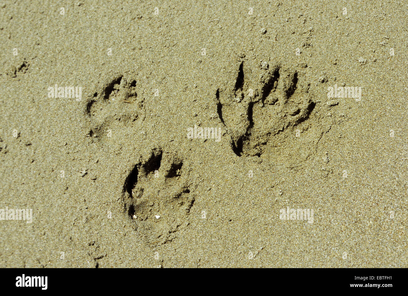 Haushund (Canis Lupus F. Familiaris), Fußspuren im sand Stockfoto