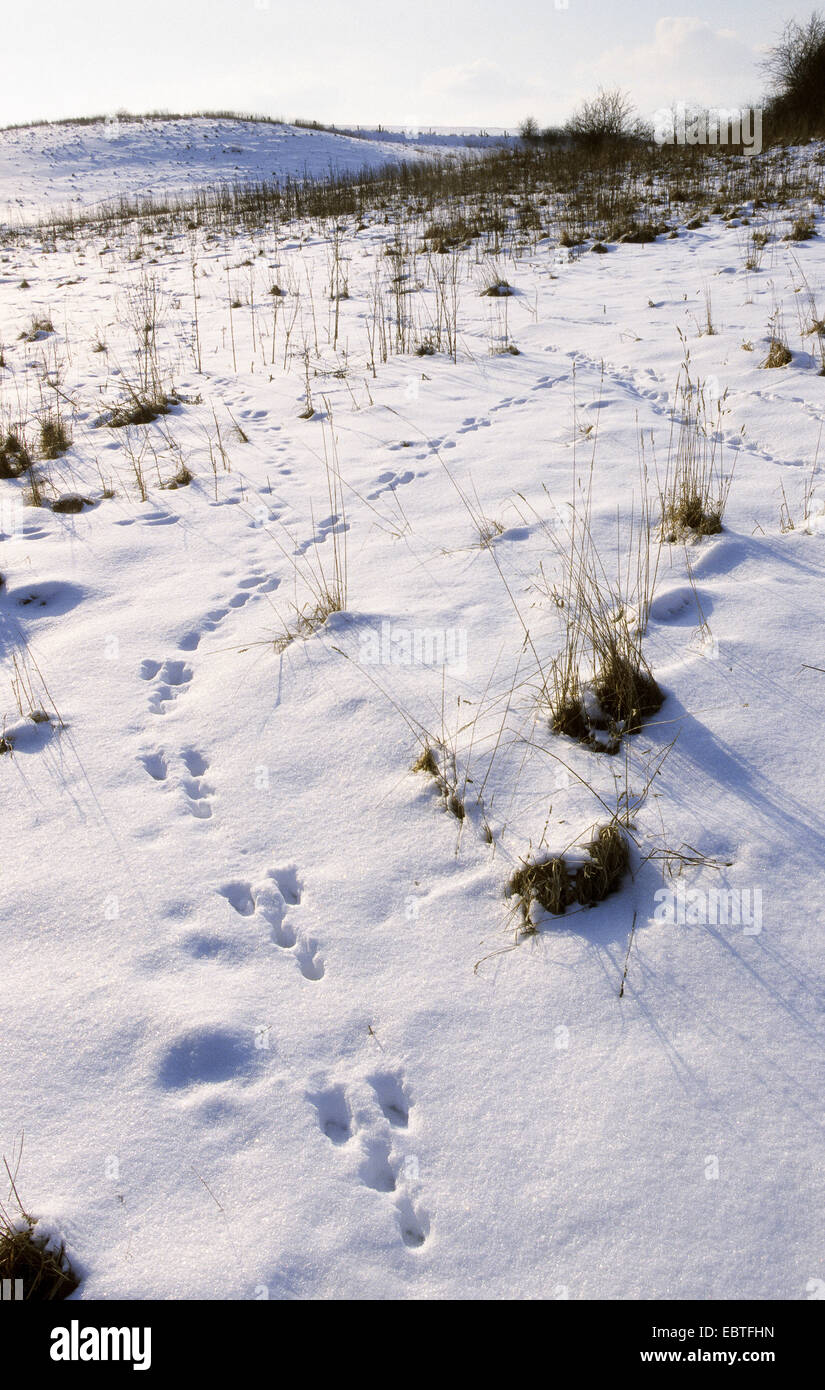 Feldhase (Lepus Europaeus), Spuren im Schnee, Deutschland Stockfoto