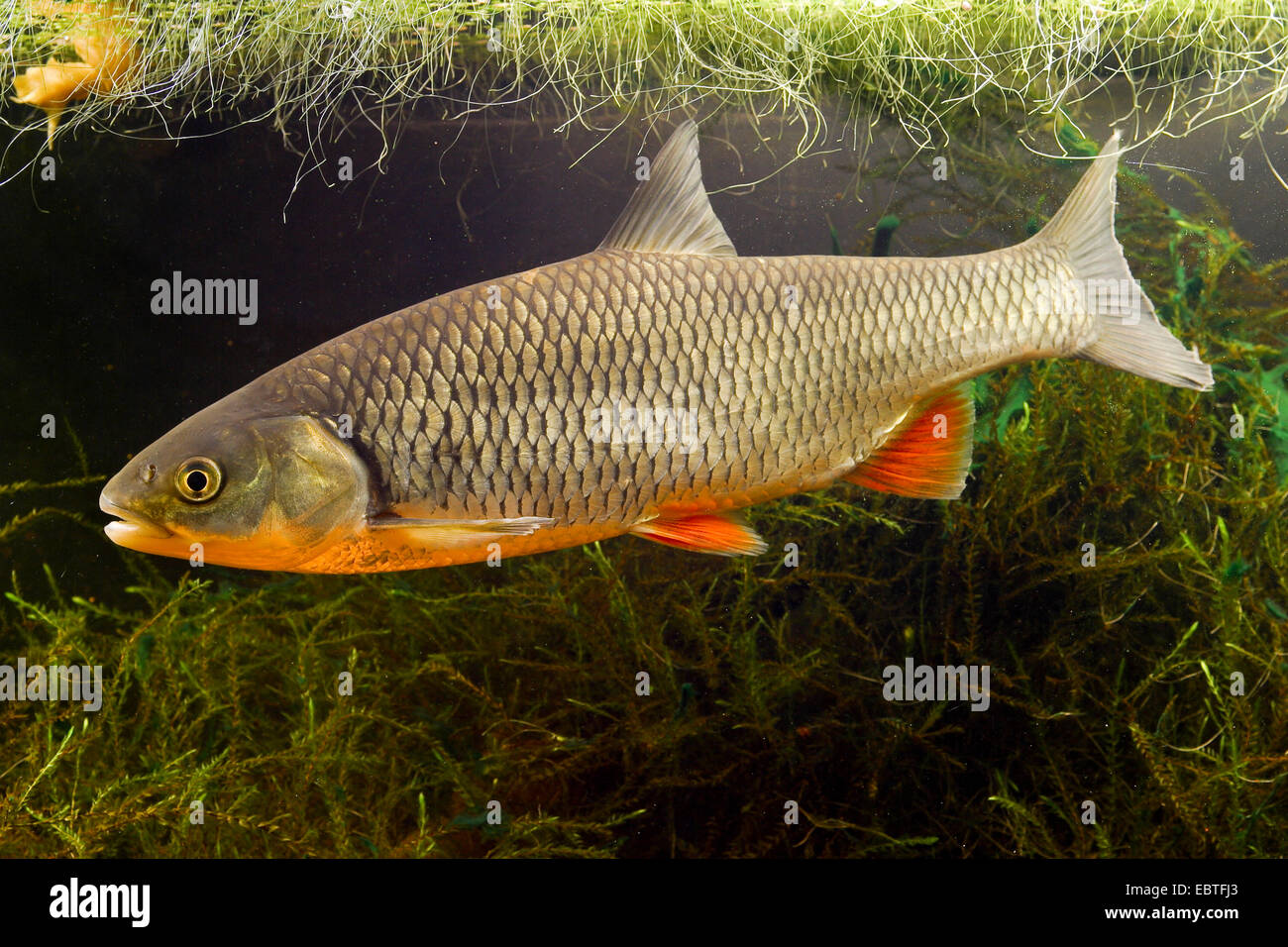 Döbel (Leuciscus Cephalus, Squalius Cephalus), Seitenansicht, Deutschland Stockfoto