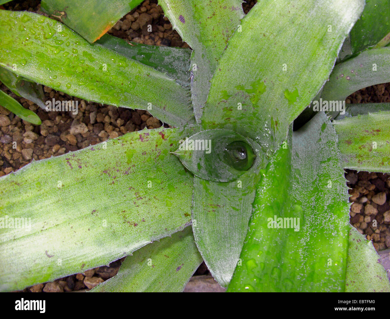 Aechmea (Aechmea Pyramidalis), Grundrosette Stockfotografie Alamy