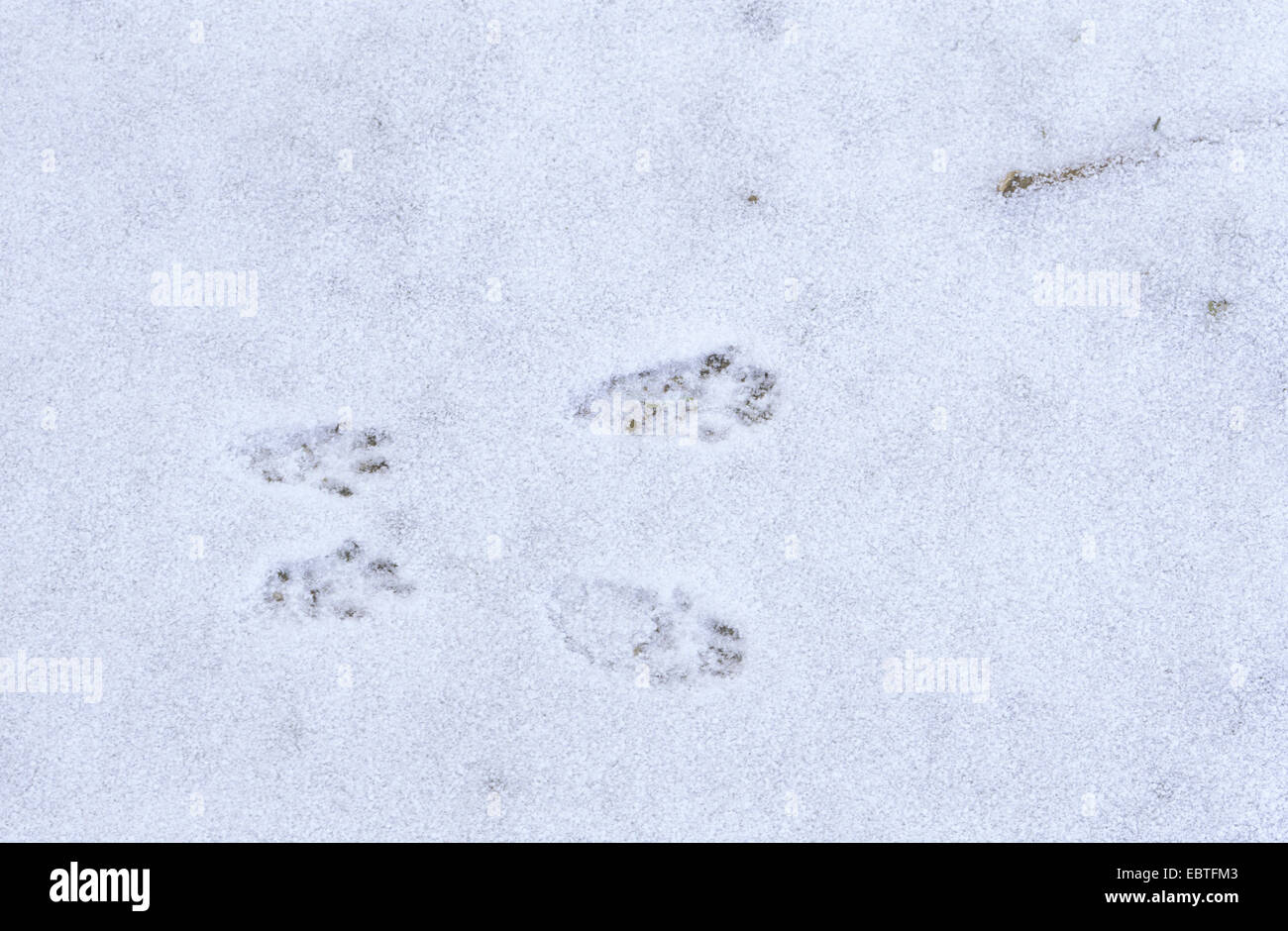 Europäische Eichhörnchen, eurasische Eichhörnchen (Sciurus Vulgaris), Spuren im Schnee, Deutschland Stockfoto