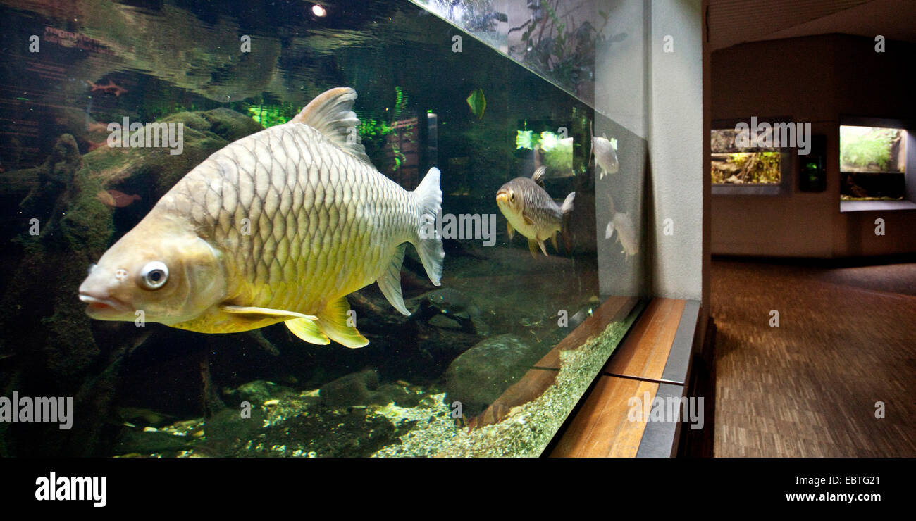Fische in einem Aqua zoo Stockfoto