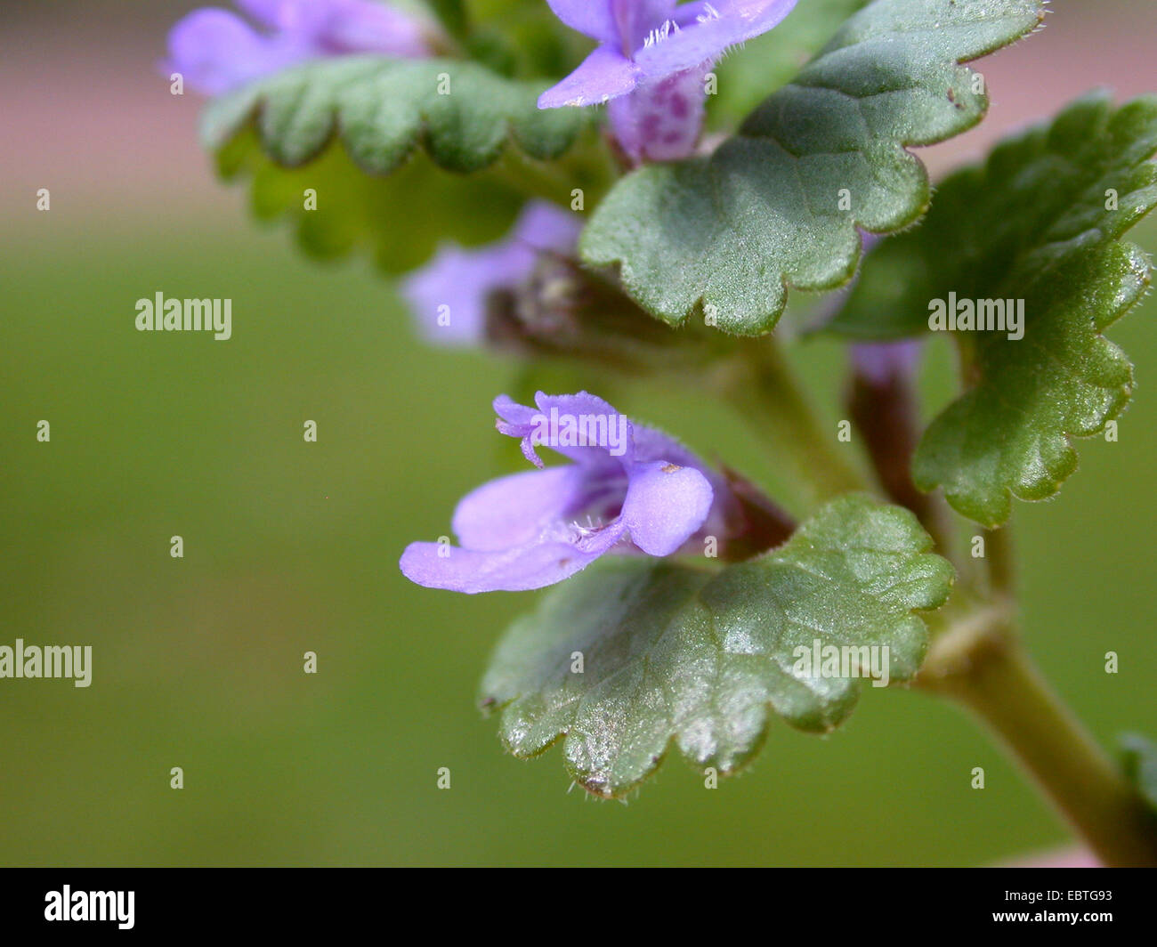 Gill-Over-the-Boden, Boden Ivy (Glechoma Hederacea), Blume, Deutschland Stockfoto