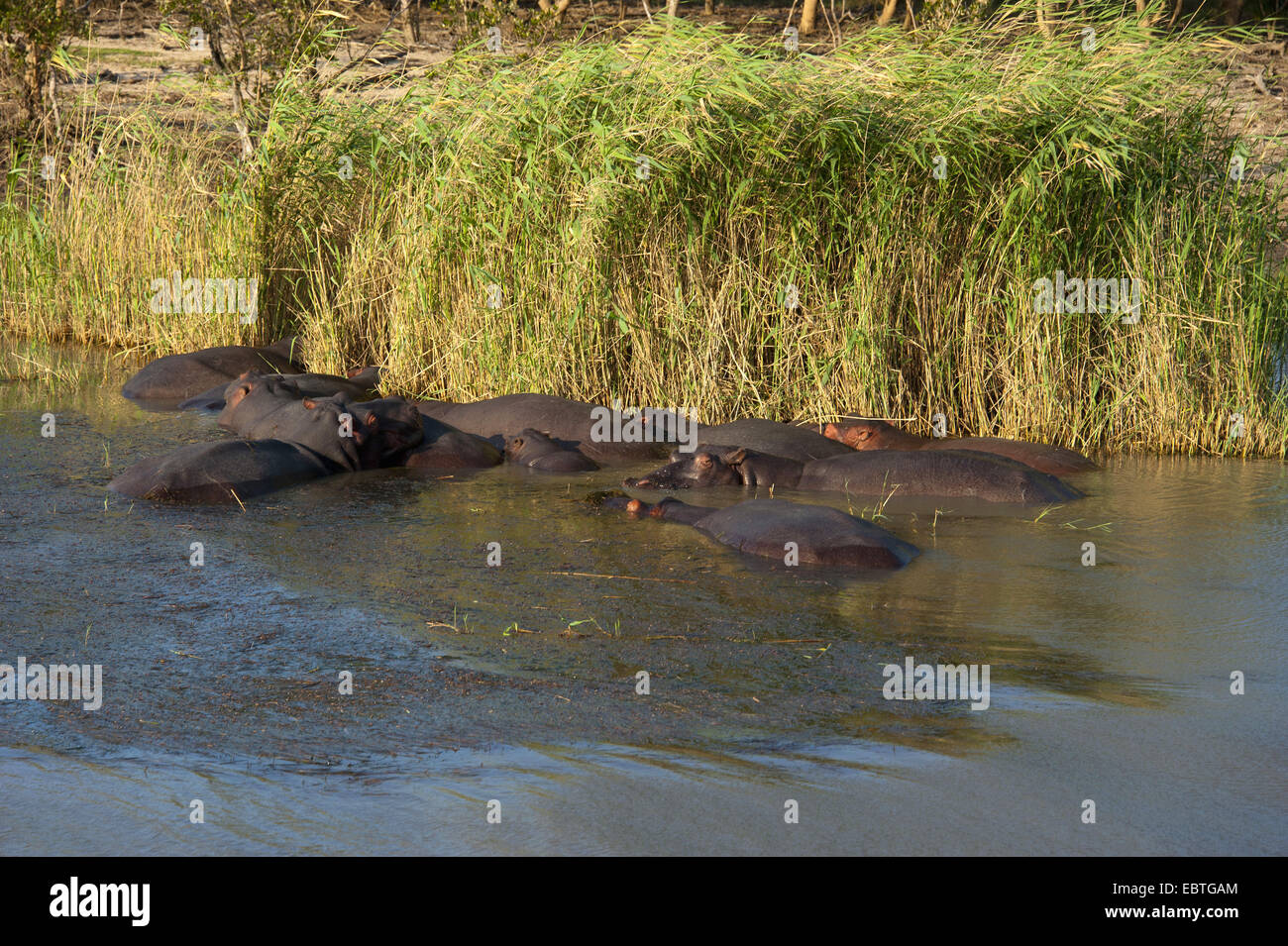 Nilpferd, Nilpferd, gemeinsame Flusspferd (Hippopotamus Amphibius), Gruppe Schwimmen im Wasser, Südafrika, Simangalis Stockfoto