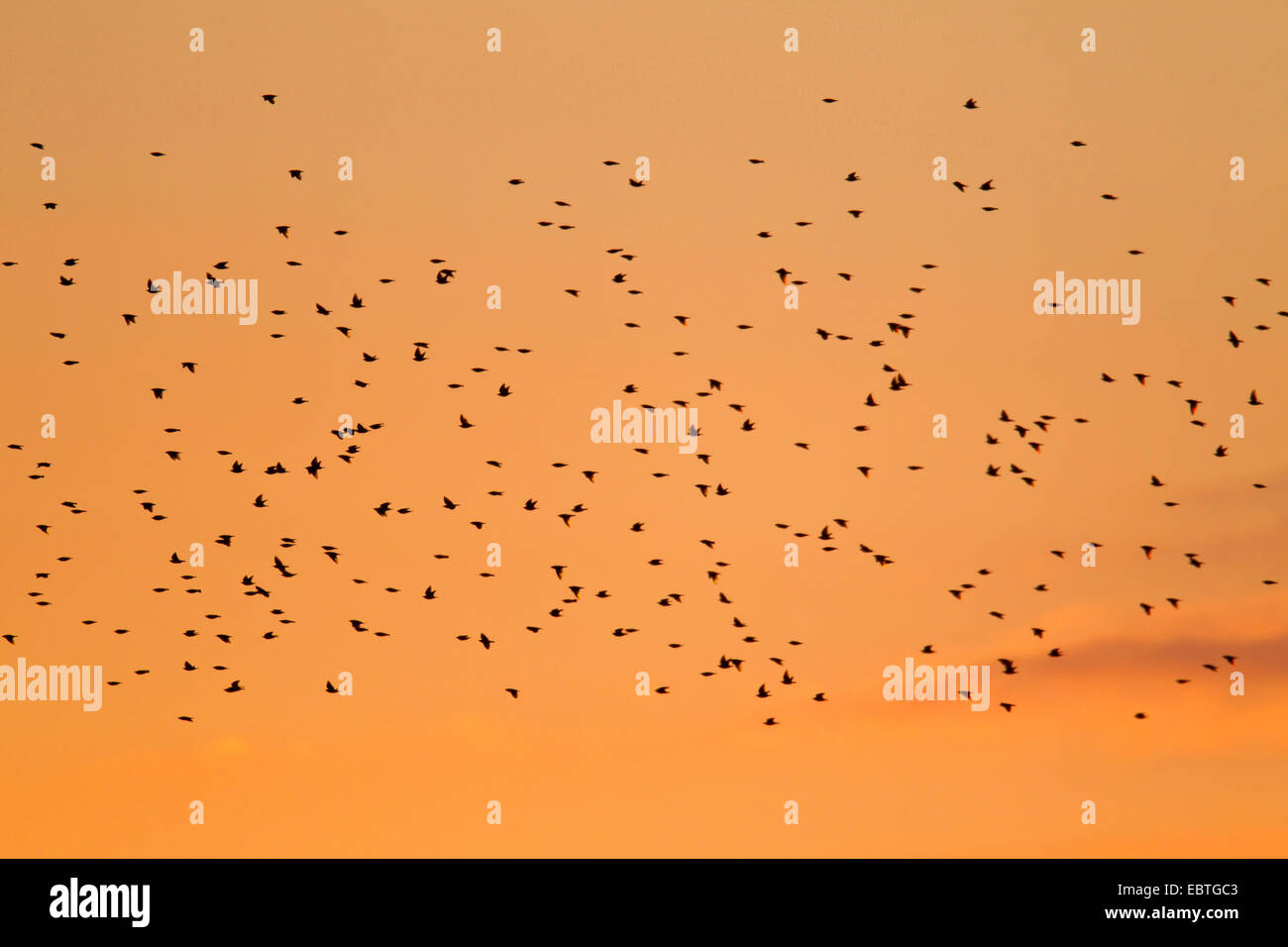 gemeinsamen Star (Sturnus Vulgaris) in Scharen fliegen im Abendrot Stockfoto