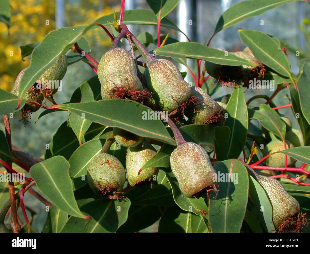 Scharlachrote blühenden Gum, rote Blüte Gum (Eucalyptus Ficifolia), Früchte Stockfoto