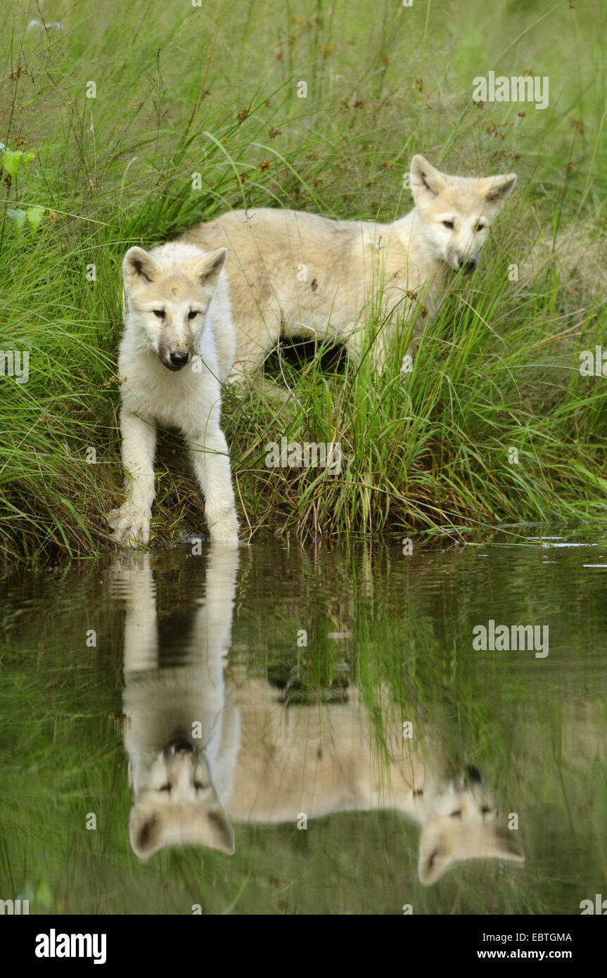 Polarwolf, Tundra-Wolf (Canis Lupus Albus, Canis Lupus Arctos), wolf Cub am Seeufer Stockfoto