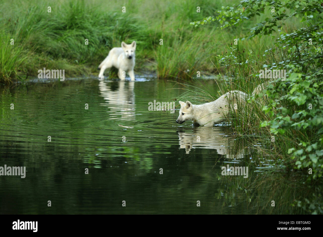 Polarwolf, Tundra-Wolf (Canis Lupus Albus, Canis Lupus Arctos), wolf Cubs Baden in einem Teich Stockfoto