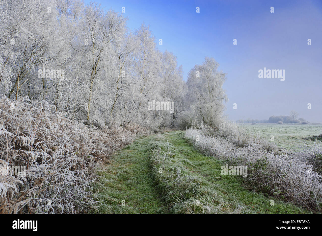 Moorlandschaft im Winter, Deutschland, Niedersachsen, Goldenstedter Moor Stockfoto