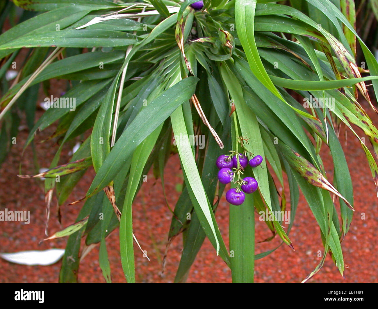 Tasman Flachs-Lilie, Tasmanian Flachs-Lilie (Dianella Tasmanica), mit Früchten Stockfoto
