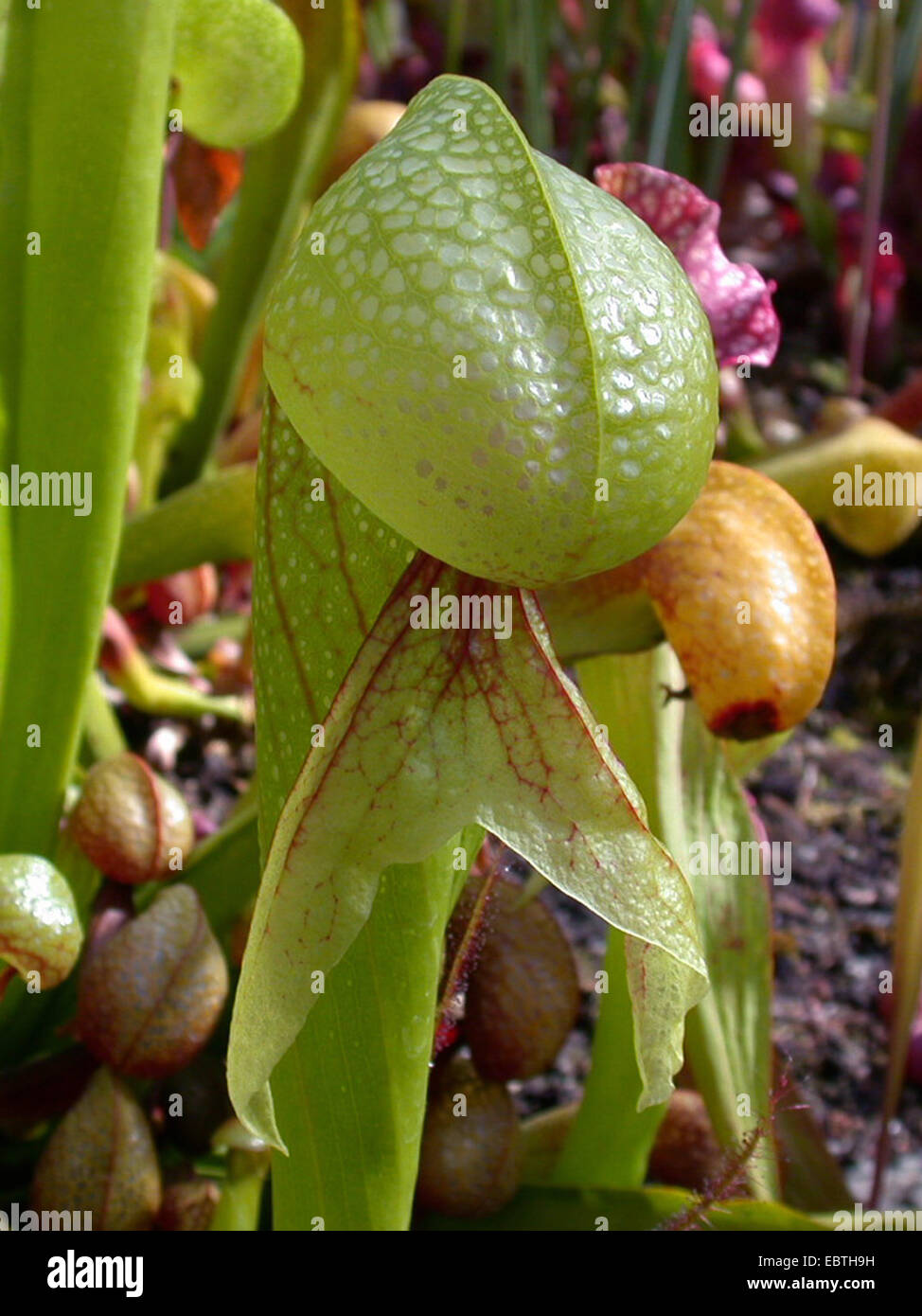 California Kannenpflanze, Cobra Lily Pflanze (Darlingtonia Californica), trap Blatt Stockfoto