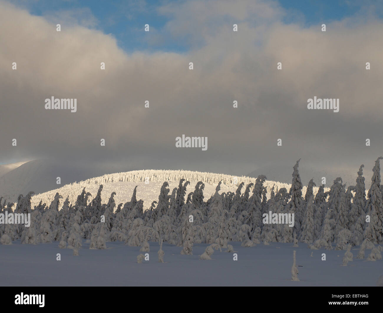verschneiten Nadelwald von Riesengebirge, Tschechien, Riesengebirge, Spindlermuehle Stockfoto