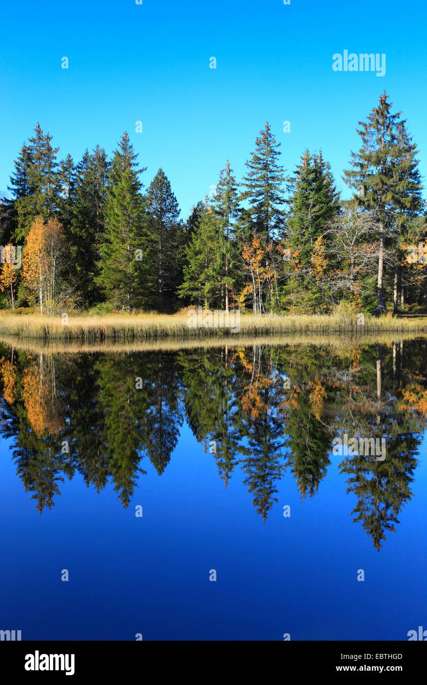 Etang de la GruÞre moor See, Schweiz, Saignelegier Stockfoto