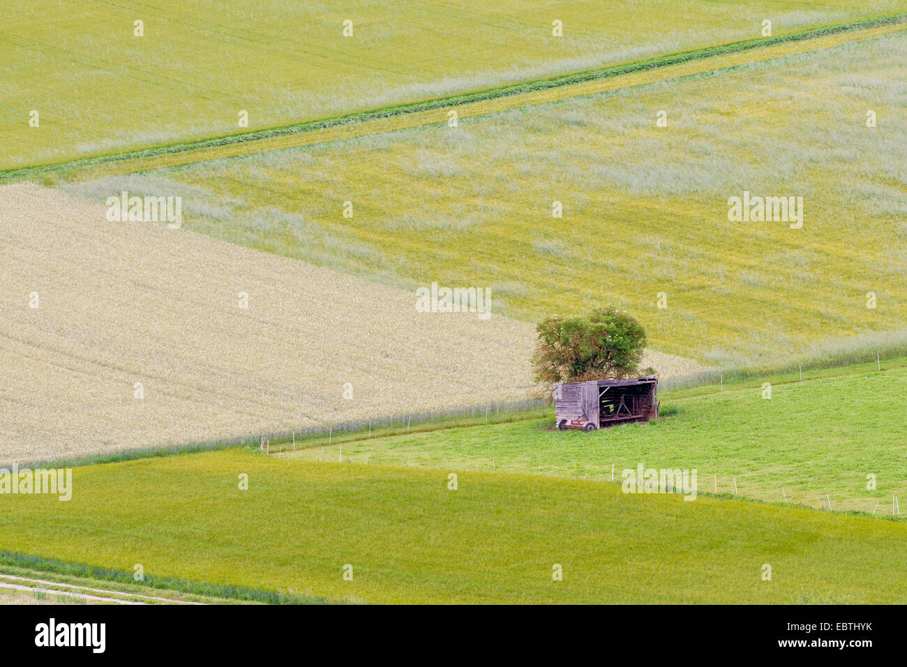 einzigen hölzernen Schuppen in einem Feld Landschaft, Deutschland, Nordrhein-Westfalen Stockfoto