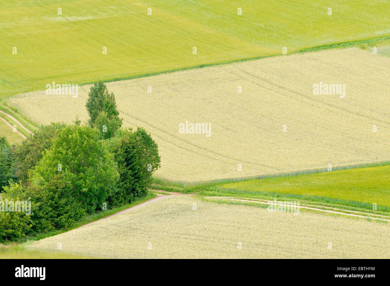 Feld Landschaft, Deutschland, Nordrhein-Westfalen Stockfoto