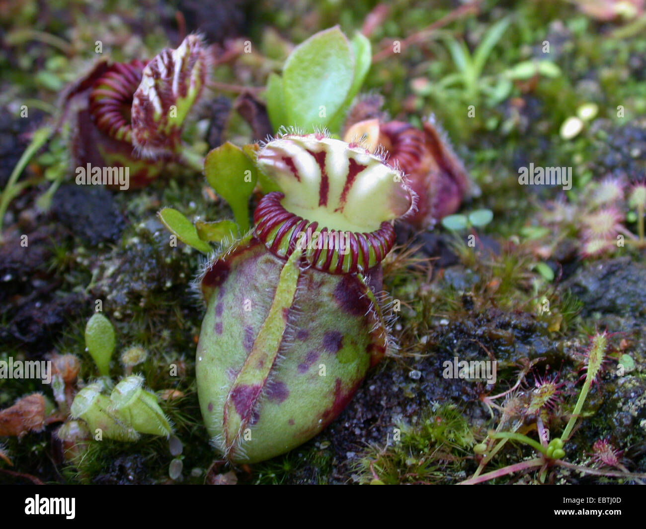 Australische Flycatcher, Grube-Herbst-Falle (Cephalotus Follicularis), Krug Blatt Stockfoto