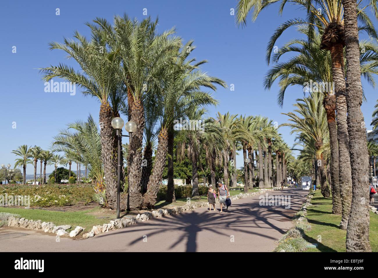 Palmen auf ´ Promenade, Cannes, Cote Azur, Frankreich Stockfoto