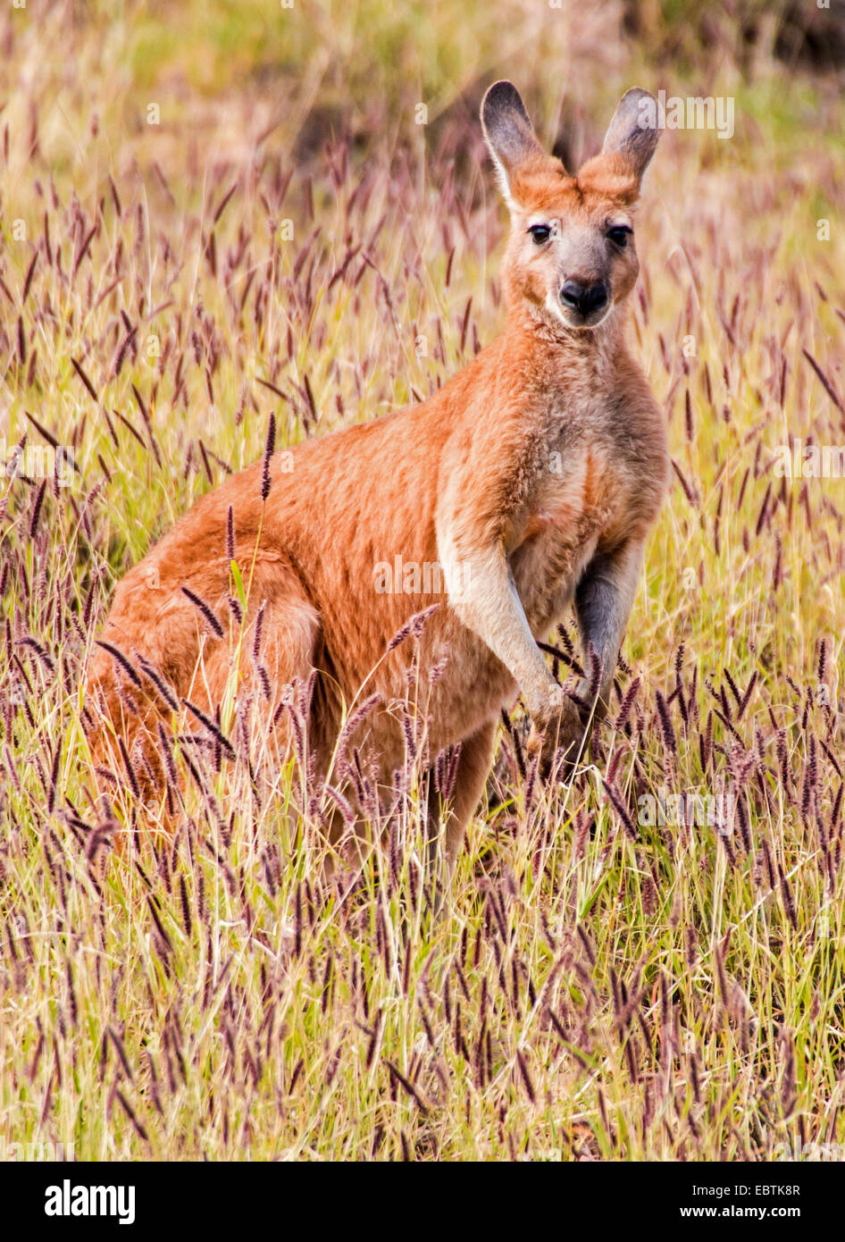 roter Känguruh, Ebenen Känguru, blauen Flieger (Macropus Rufus, Megaleia Rufa), sitzt in der Steppe, Australia, Western Australia Stockfoto