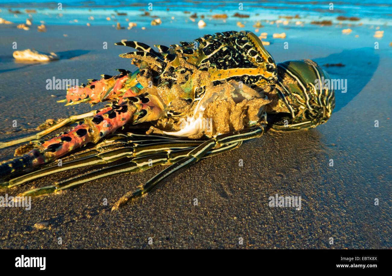 gestrandete Krebse, Australia, Western Australia, Exmouth Stockfoto