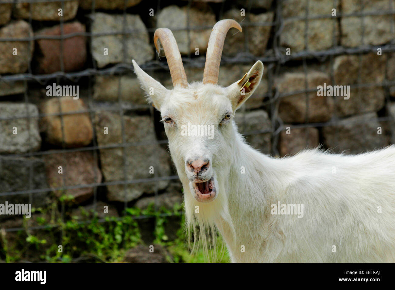 Jaemtland Ziege (Capra Hircus, Capra Aegagrus F. Hircus), Ziegenbock schaut in die Kamera, Deutschland, Mecklenburg-Vorpommern Stockfoto