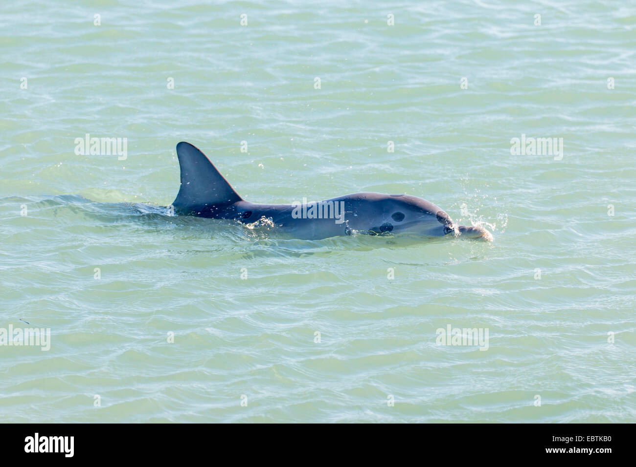 Bottlenosed Delphin, gemeiner Flasche – Nosed Delfin (Tursiops Truncatus), schwimmen auf der Oberfläche des Wassers, Australia, Western Australia, Monkey Mia Stockfoto