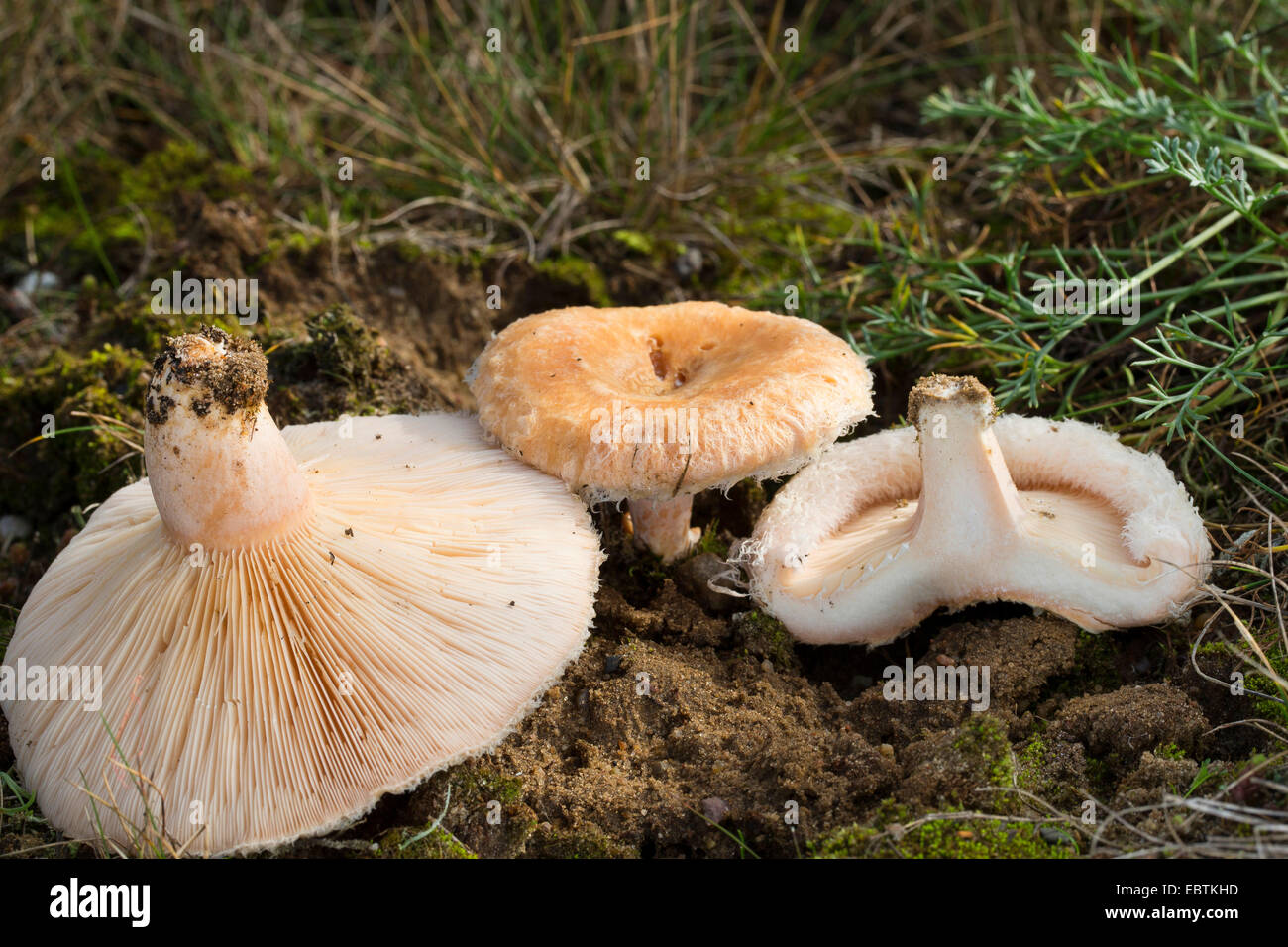 Milkcap (Lactarius Pubescens, Lactarius Albus, Lactarius Blumii), bärtigen Fruchtkörper auf moosigen Boden, Deutschland Stockfoto