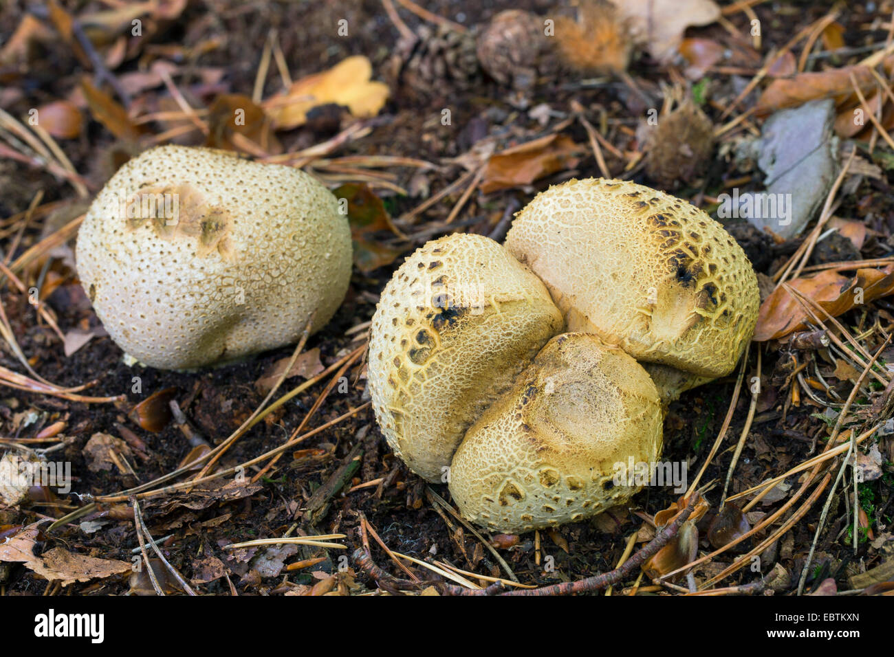 gemeinsame Earthball (Sklerodermie Citrinum) Fruchtkörper Körpern auf Wald, Boden, giftige Pilze, Deutschland Stockfoto