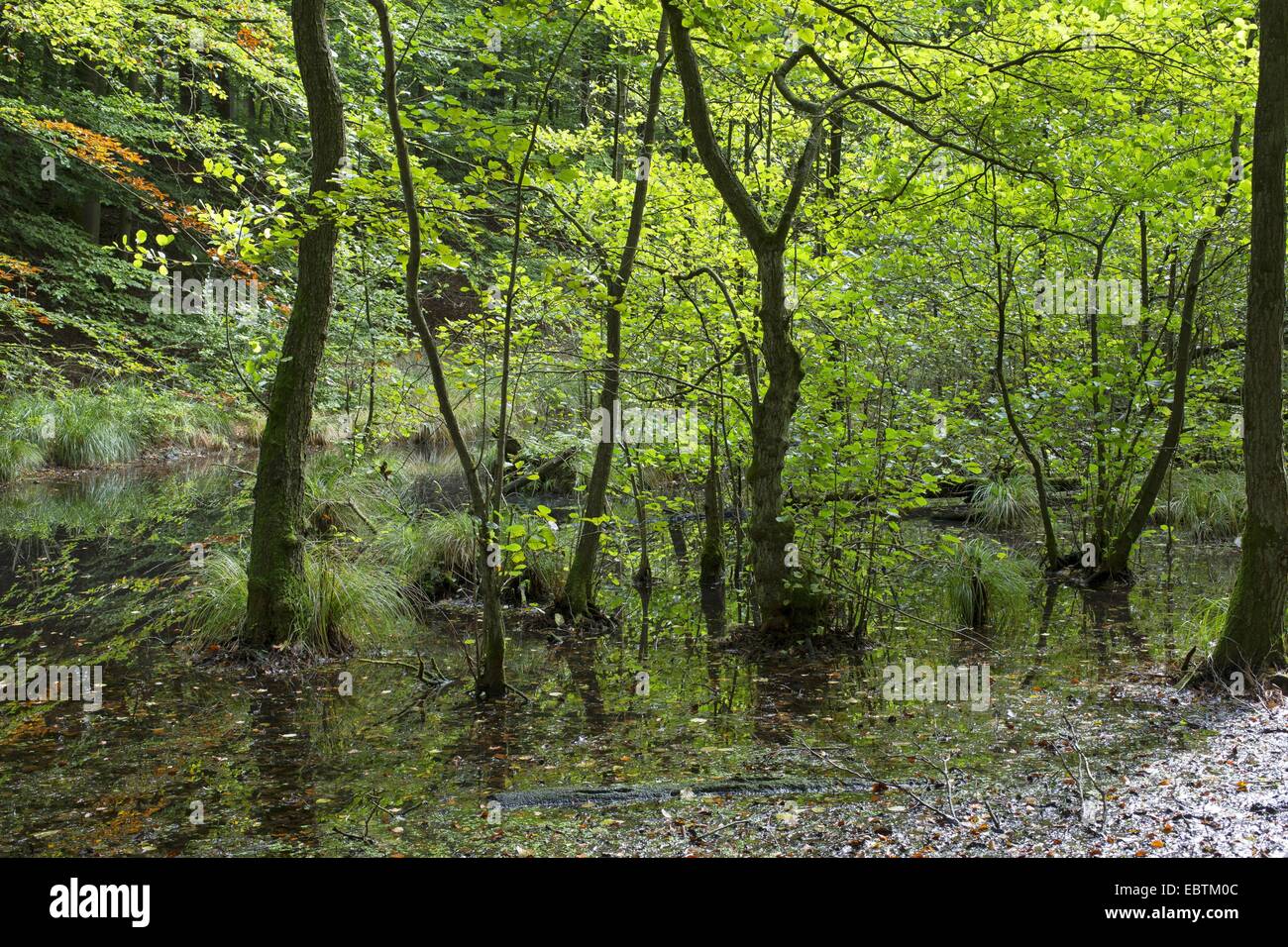 Schwarz-Erle, Schwarzerle, Erle Carr in einem Überschwemmungsgebiet Wald, Deutschland, Europäische Erle (Alnus Glutinosa) Stockfoto