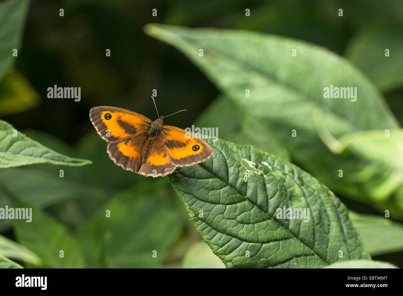 Gatekeeper Schmetterling, Pyronia Tithonus auf einem Buddleja Davidii Blatt Stockfoto