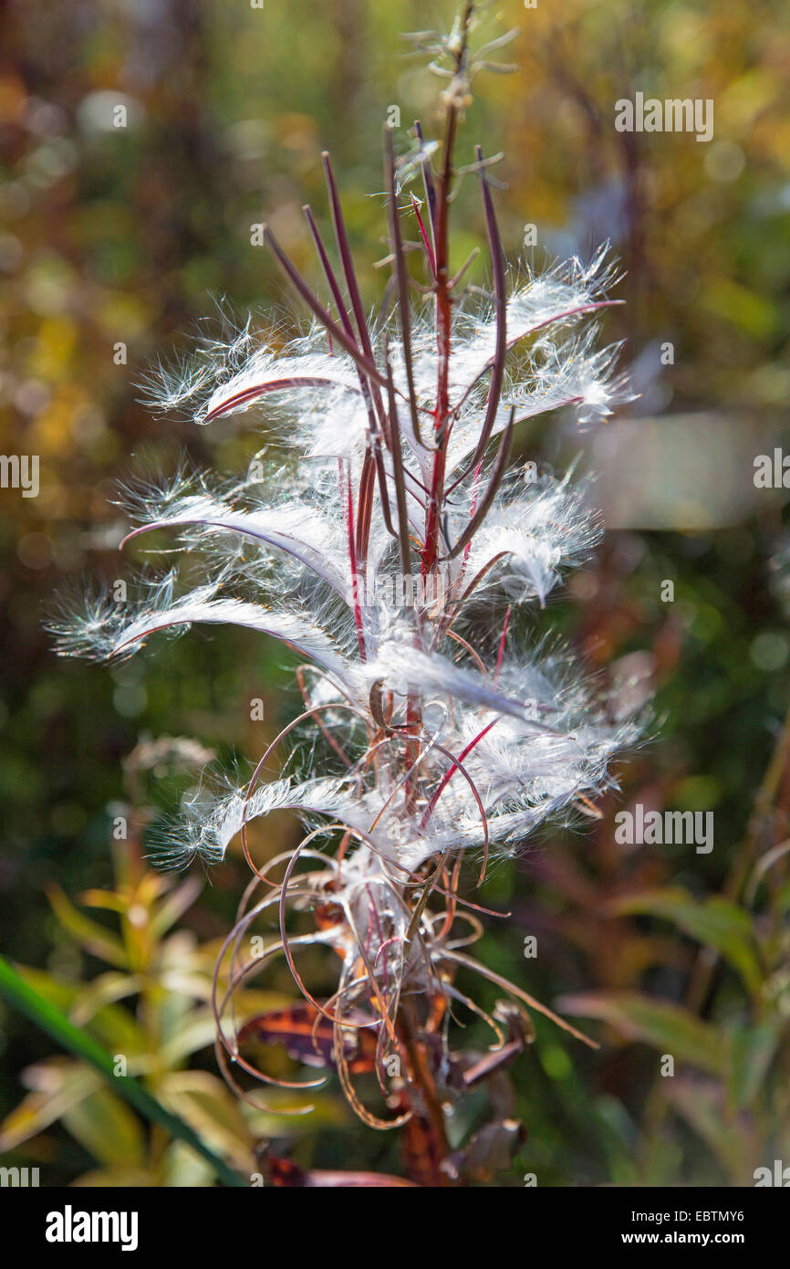 Weidenröschen, blühenden Sally, Rosebay Weide-Kraut, große Weide-Kraut (Epilobium Angustifolium, Chamerion Angustifolium), Weidenröschen im Herbst, Norwegen Troms Stockfoto