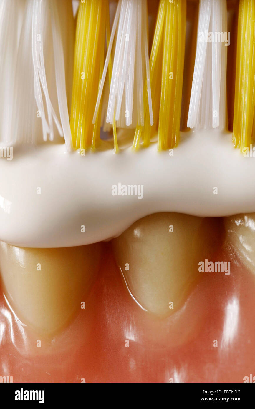 Symbolbild "Mundhygiene": Zahnbürste mit Zahnpasta bei einer künstlichen  Prothese Stockfotografie - Alamy