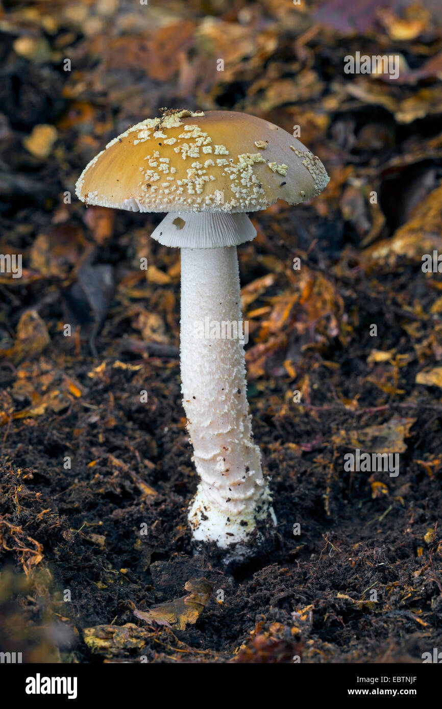 graue gefleckte Amanita (Amanita Excelsa, Amanita Spissa), Fruchtkörper auf Waldboden, Deutschland Stockfoto