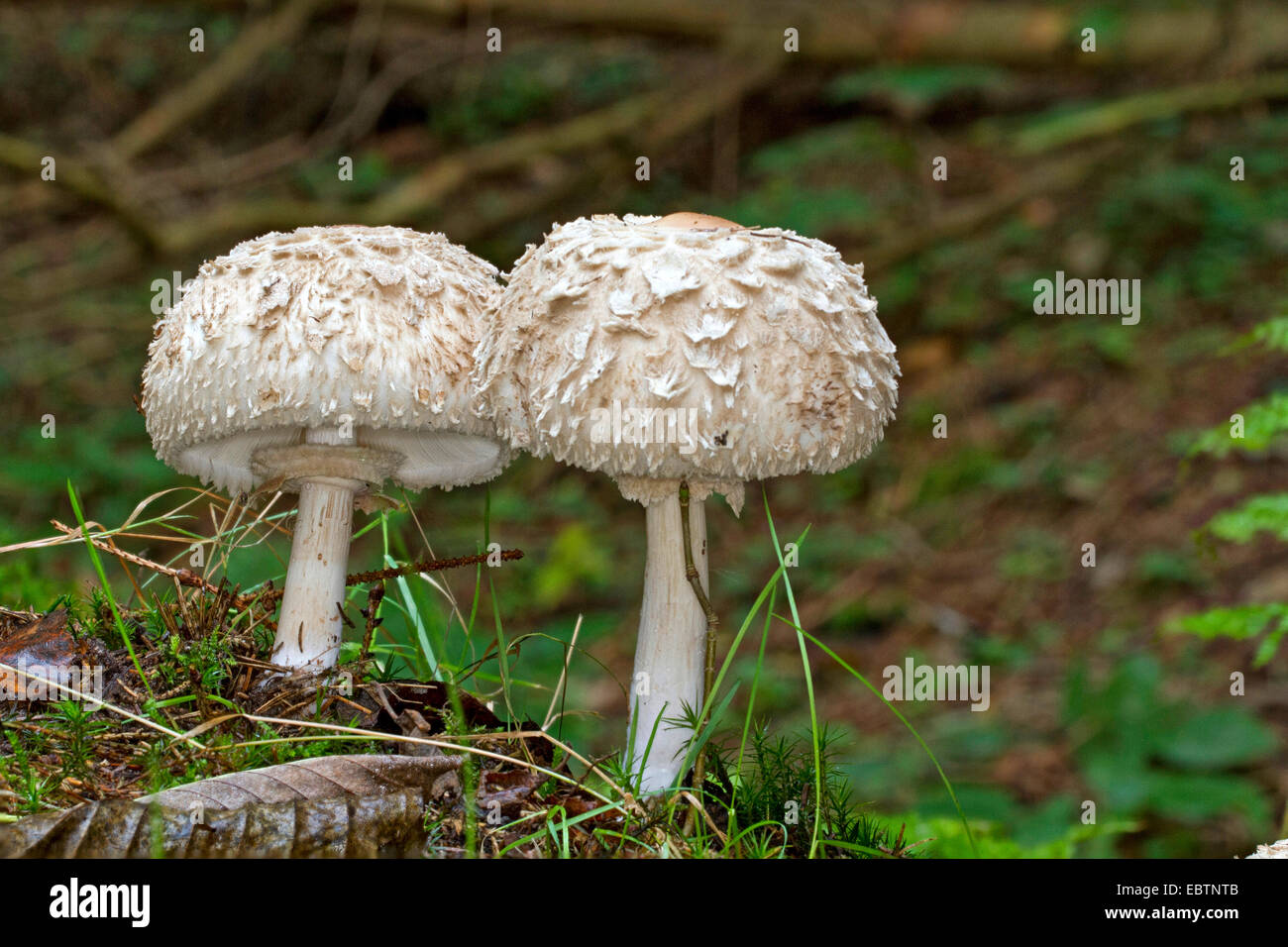 Shaggy Sonnenschirm (Chlorophyllum Rachodes, Macrolepiota Rachodes, Chlorophyllum Racodes Macrolepiota Racodes), zwei Fruchtkörper in Moos auf Waldboden, Deutschland, Mecklenburg-Vorpommern, Farenholzer Holz Stockfoto