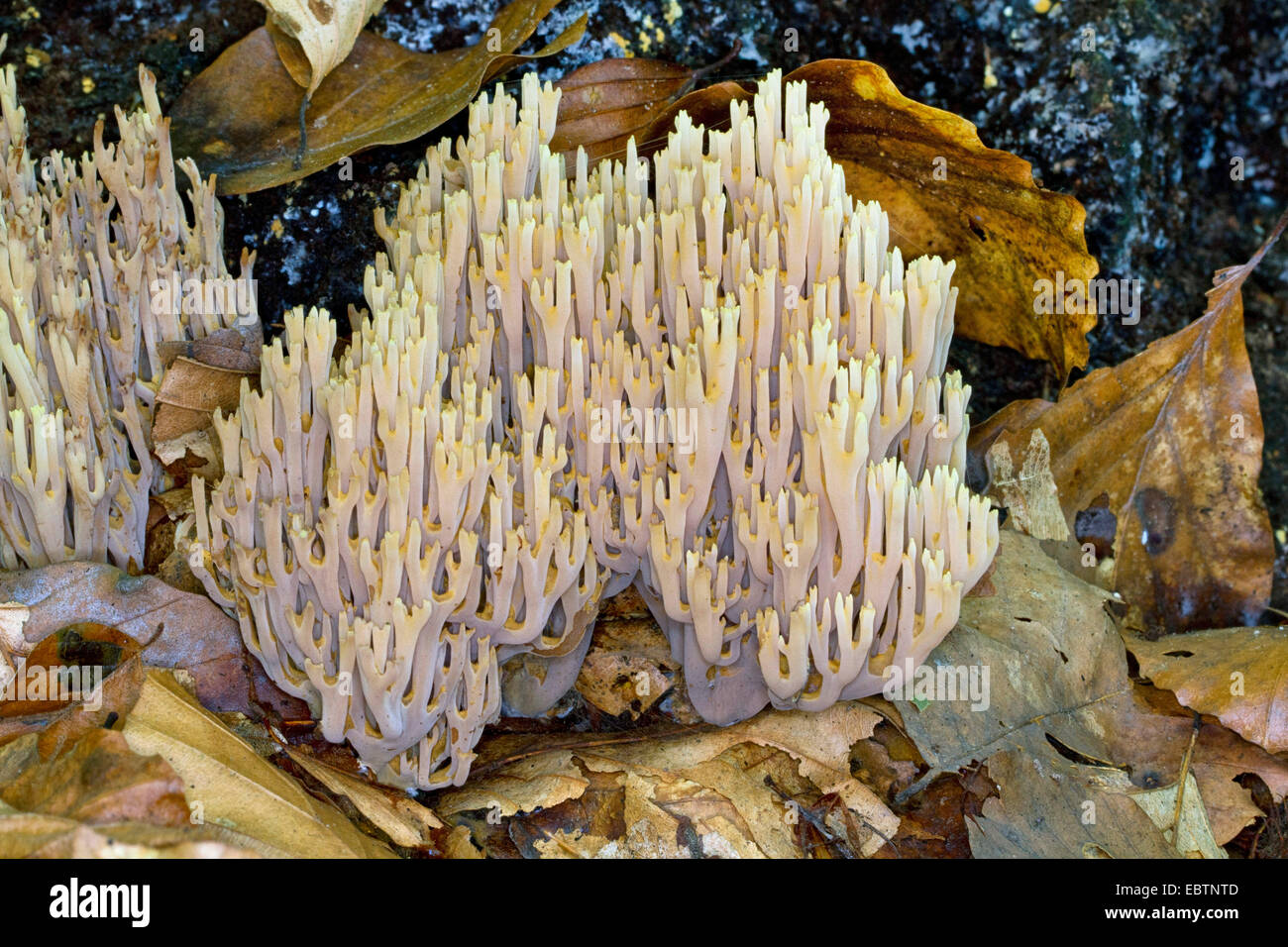 Aufrechte Koralle (Ramaria Stricta), am Fuße eines Baumstammes, Deutschland, Mecklenburg-Vorpommern Stockfoto