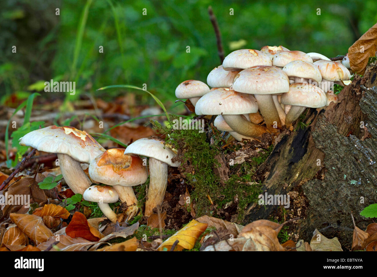 Ziegel-Büschel (Grünblättriger Lateritium, Grünblättriger Sublateritium), mehrere Fruchtkörper auf Waldboden, Deutschland, Mecklenburg-Vorpommern Stockfoto