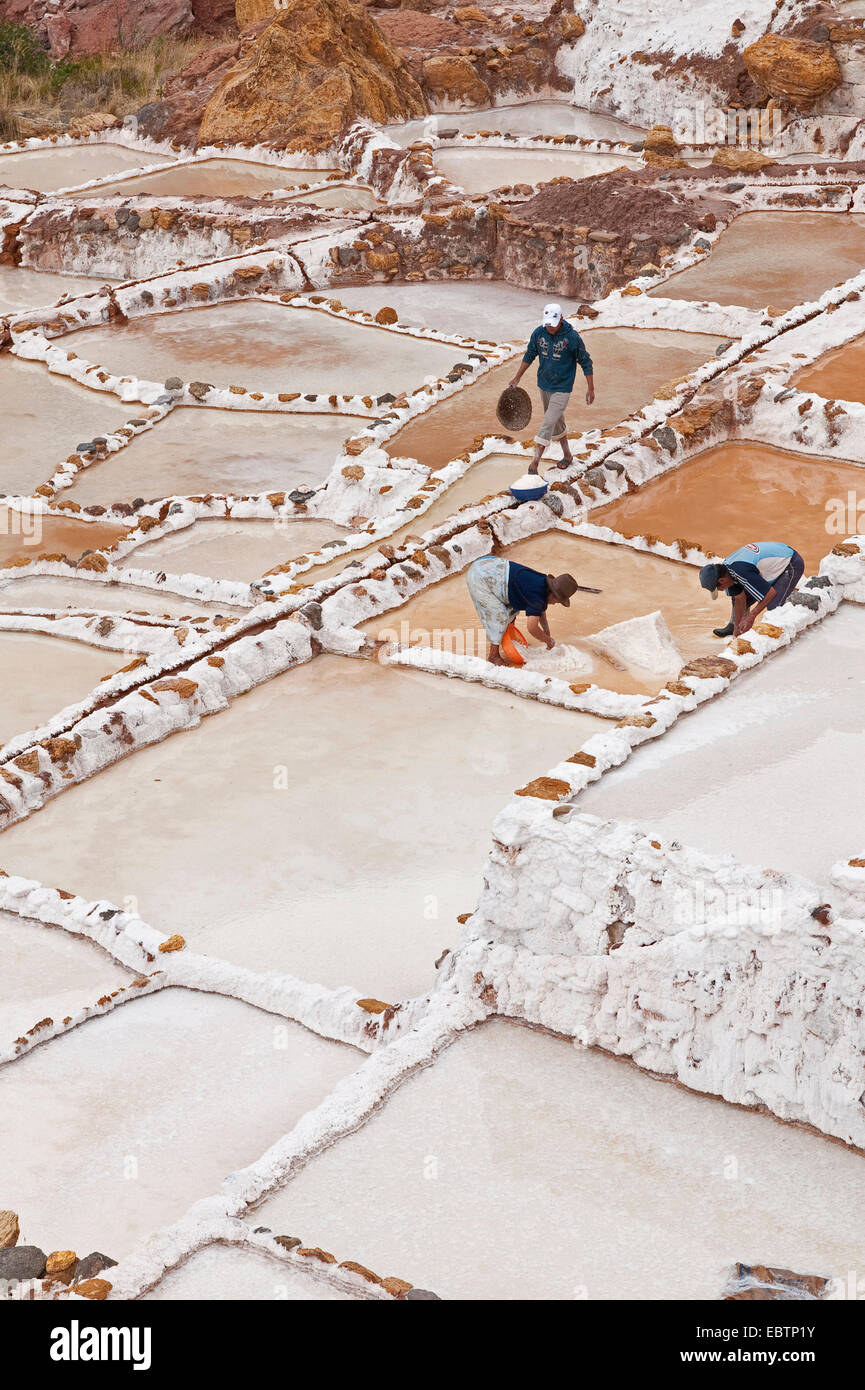Arbeiter sammeln von Salz in Salinen Salinas De Maras, Peru, Maras Stockfoto
