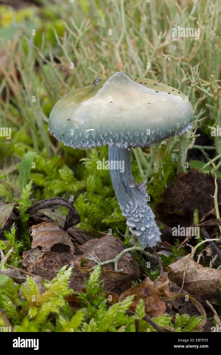 Blaue Roundhead (Träuschling Caerulea, Träuschling Cyanea), Fruchtkörper auf moosigem Waldboden, Deutschland Stockfoto