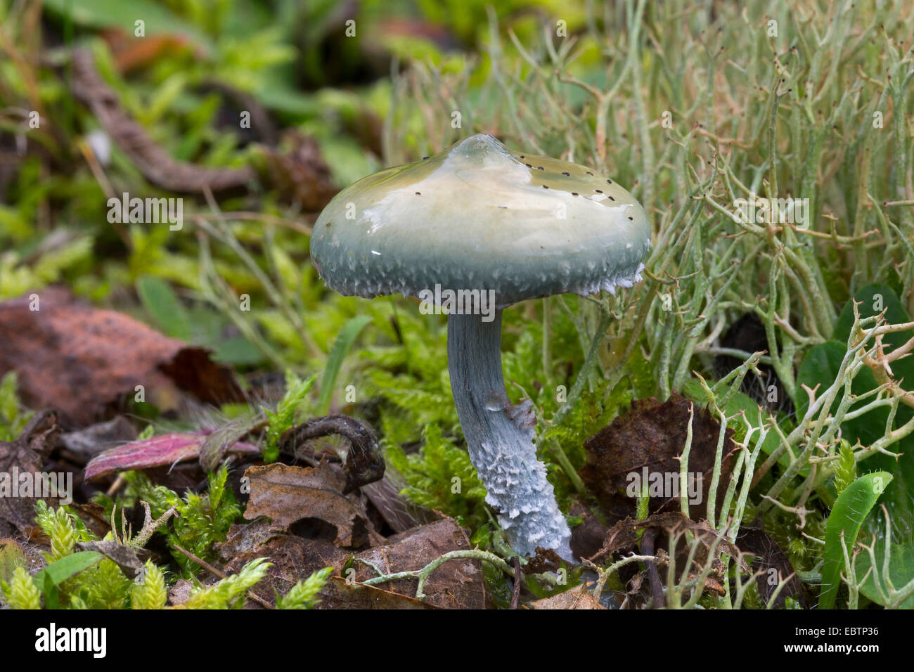 Blaue Roundhead (Träuschling Caerulea, Träuschling Cyanea), Fruchtkörper auf moosigem Waldboden, Deutschland Stockfoto