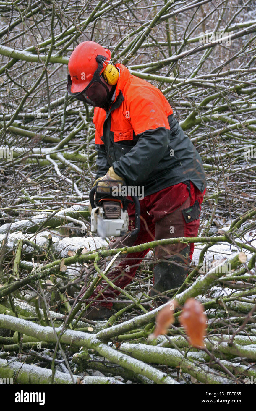 Waldarbeiter schneiden Zweig eines gefällten Baumes, Deutschland, Nordrhein-Westfalen Stockfoto