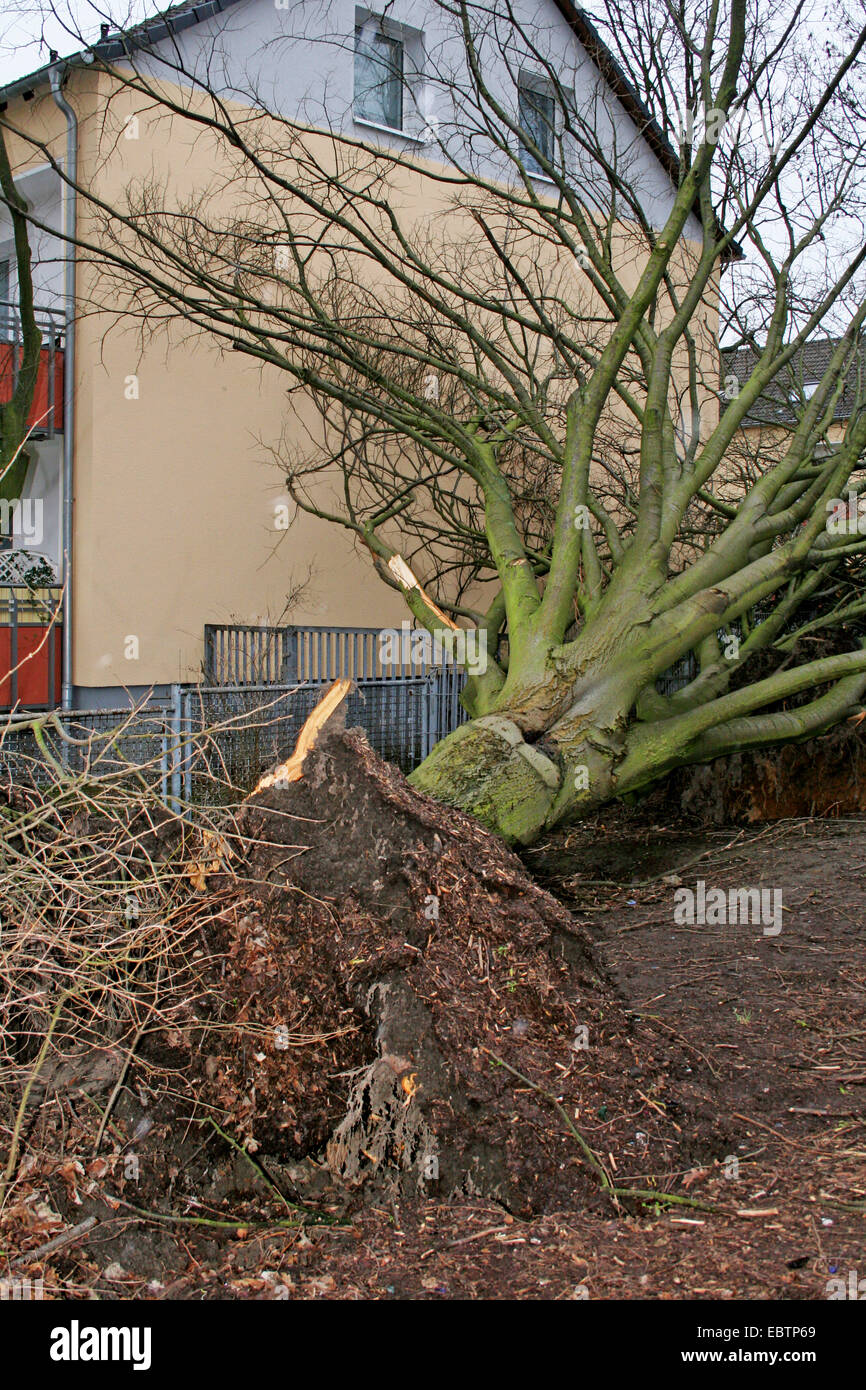 entwurzelte Baum im Wohngebiet, Auswirkungen des Orkans Kyrill 2007, Essen, Ruhrgebiet, Nordrhein-Westfalen, Deutschland Stockfoto