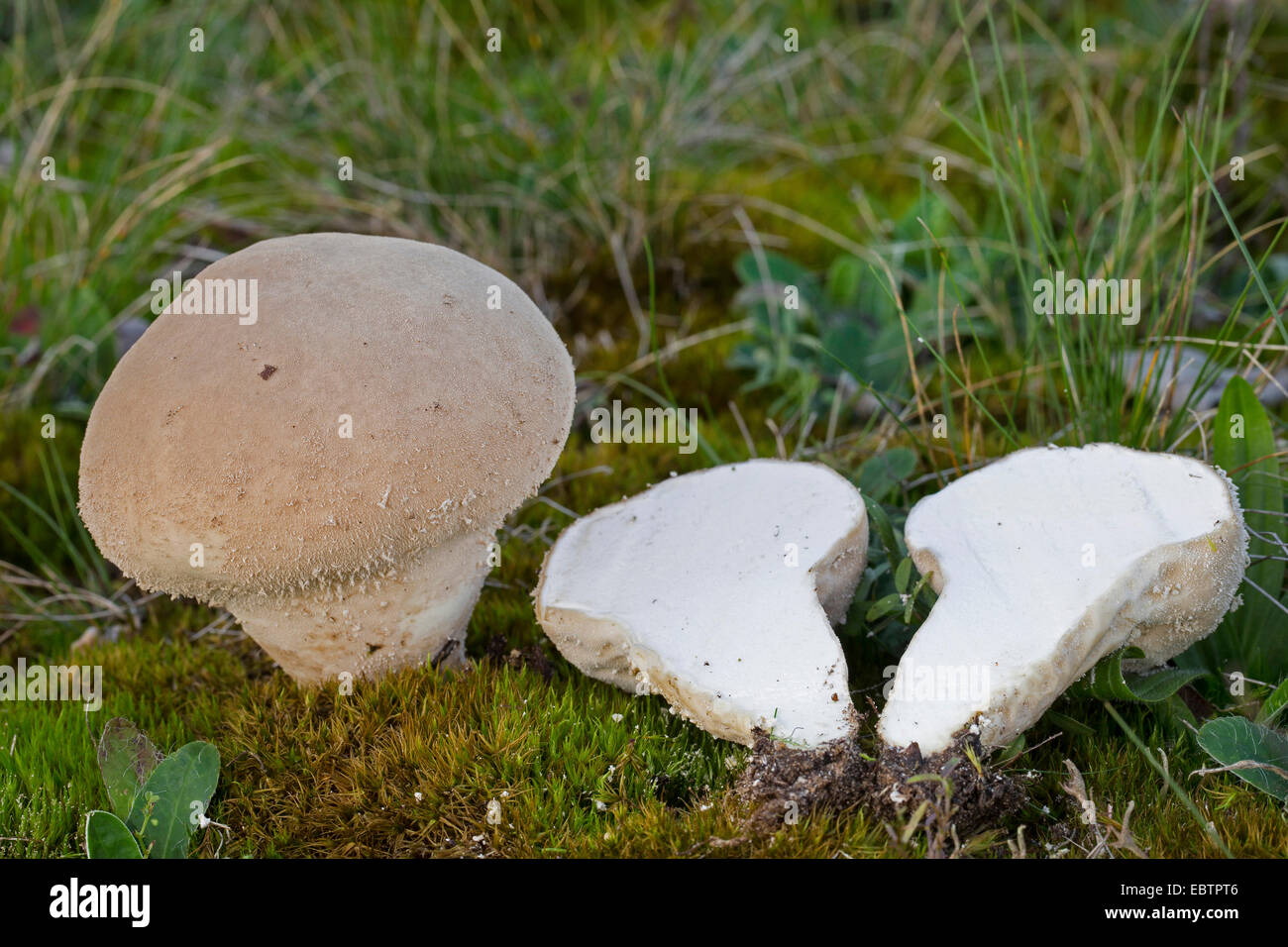 Stößel Puffball (Calvatia Excipuliformis, Calvatia Saccata), zwei Fruchtkörper auf moosigen Boden, längs geschnitten, Deutschland Stockfoto