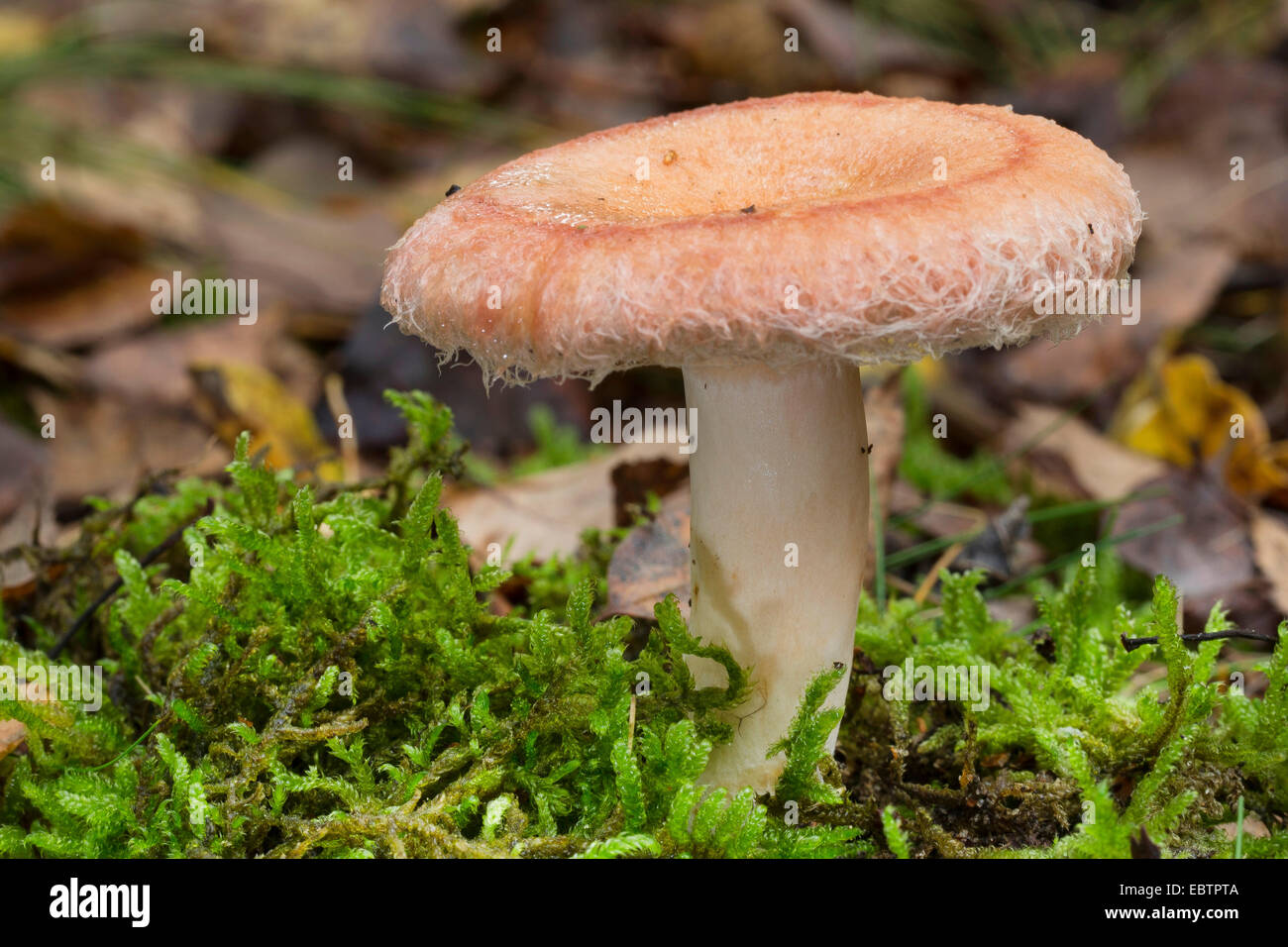 Wollige Milkcap, bärtigen Milkcap (Lactarius Torminosus), Pilz in Moos, Deutschland Stockfoto